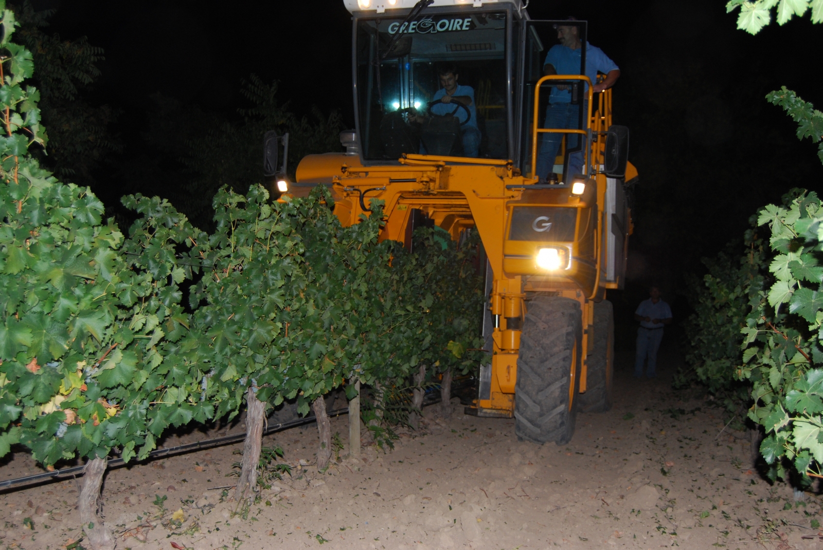 DO Rueda Vendimia Nocturna